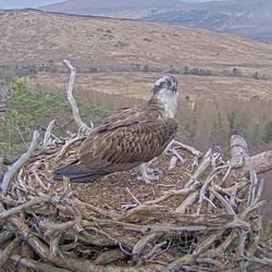 Osprey